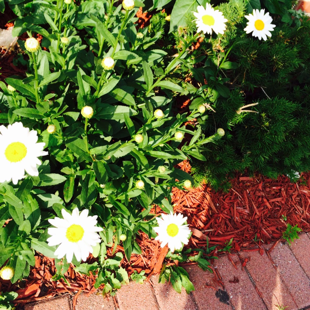 Meet your Posher, Clara